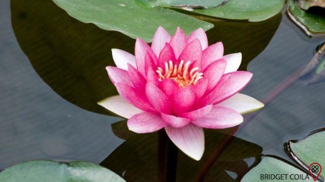 Morar en el corazón de loto: una práctica de meditación